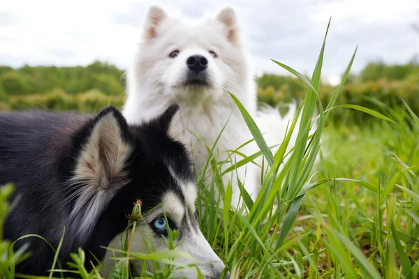 两只毛茸茸的纯种狗 一只雪白的北极蜘蛛和一只黑白相间的西伯利亚哈士奇犬躺在草地上 草地上 花朵丛生 狗是人的宠物 朋友和伴侣 — 图库照片
