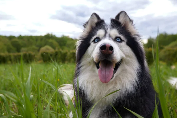Чорно Білий Собака Сибірської Гуської Породи Лежить Зеленому Літньому Газоні — стокове фото
