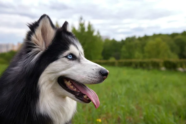 西伯利亚哈士奇种的一条黑白相间的狗躺在草地和花朵间的绿色夏季草坪上 狗是人类的朋友和伴侣 — 图库照片