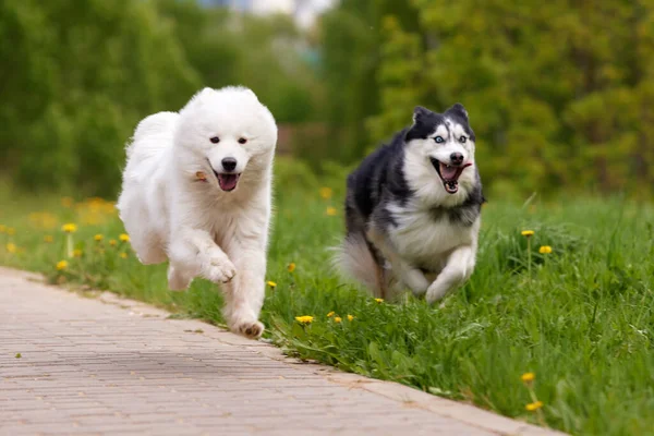 2匹のふわふわの純血種の犬 白いサトイモと黒と白のシベリアのハスキーは 草や花の間の公園の道を迅速かつ陽気に走ります 犬はペットであり 友人であり — ストック写真