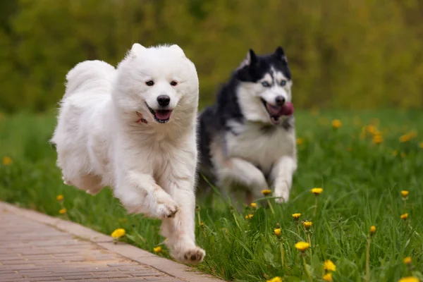 两只毛茸茸的纯种狗 一只雪白的北极蜘蛛和一只黑白相间的西伯利亚哈士奇狗 在公园的一条小径上 在草丛中欢快地奔跑着 狗是宠物 朋友和朋友 — 图库照片