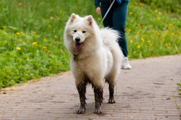 彼の所有者と公園を散歩するためのふわふわの白い同質の犬 犬は水溜りを通って汚れた足を持っている 犬はペットであり 友人であり 人の仲間です — ストック写真