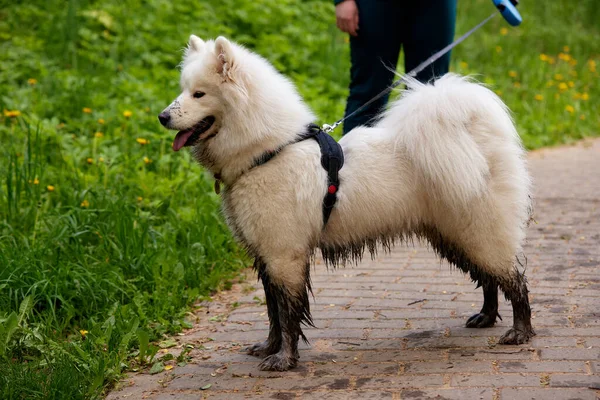 Pofuduk Beyaz Samoed Köpeği Sahibiyle Parkta Yürüyüşe Çıktı Köpeğin Birikintilerinde — Stok fotoğraf