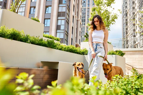 Charming young smiling girl walks in the city yard with two golden dogs on a sunny day. Love and affection between owner and pet. Adopting a pet from a shelter