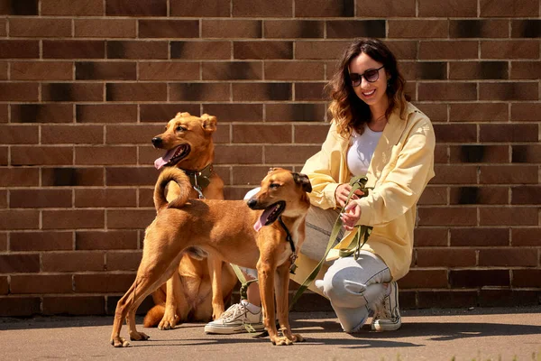 Charming young smiling girl posing while sitting with two golden dogs against a brick wall on a sunny day. Love and affection between owner and pet. Adopting a pet from a shelter