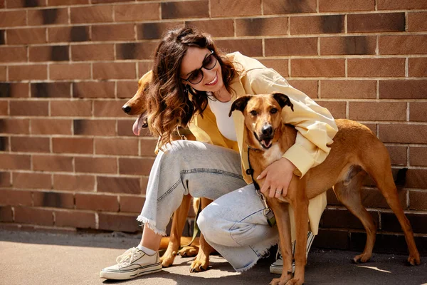 Charming young smiling girl posing while sitting with two golden dogs against a brick wall on a sunny day. The girl hugs her pets. Love and affection between owner and pet. Adopting a pet from a