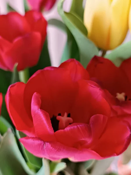 Red Tulip Flower Tulip Petals Close — Stock Photo, Image