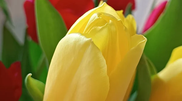 Yellow Tulip Closeup Flower Background — Stock Photo, Image