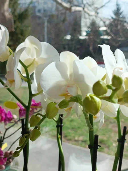 Białe Orchidee Przy Oknie Światło Słoneczne Białych Płatkach — Zdjęcie stockowe