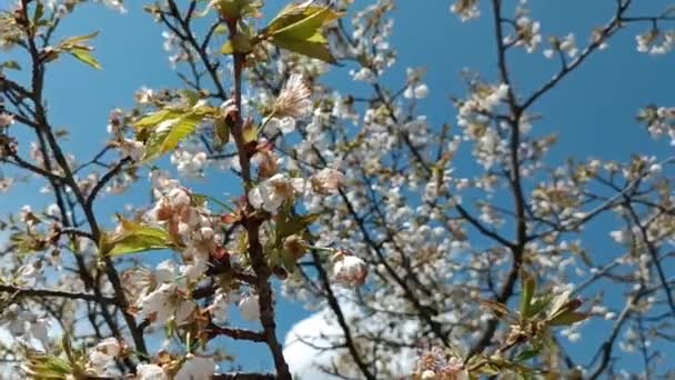 Flor Árvore Fruto Ramos Florescentes Movendo Sobre Vento Flores Cor — Vídeo de Stock