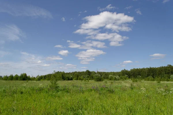 Bahar kırsal arazisi. Ufuk çizgisindeki orman. Seçici odaklanma. Güneş ışığı ve röfleler. Mavi gökyüzünde beyaz bulutlar. Otlar ve kır çiçekleri..