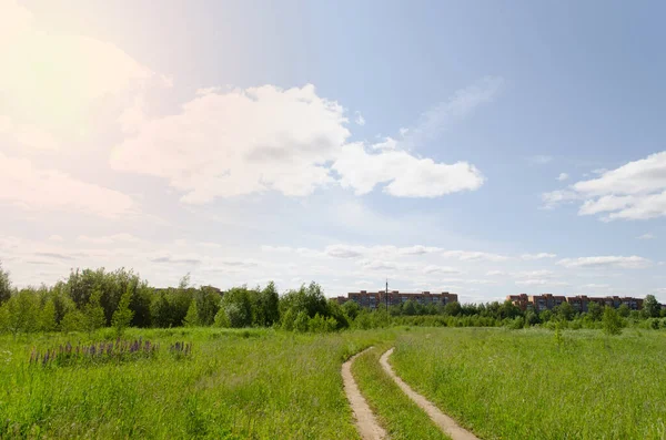 Kırsal doğa manzarası. Tarlada yabani otlar açıyor. Güneş ışıkları. Pastoral manzara. Önplana seçici odaklanma. Kümülüs bulutları mavi gökyüzünde.