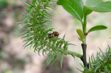 Bir uğur böceği bir bitki yaprağının üzerinde oturuyor. Yaprak yeşildir ve birkaç kahverengi lekesi vardır.