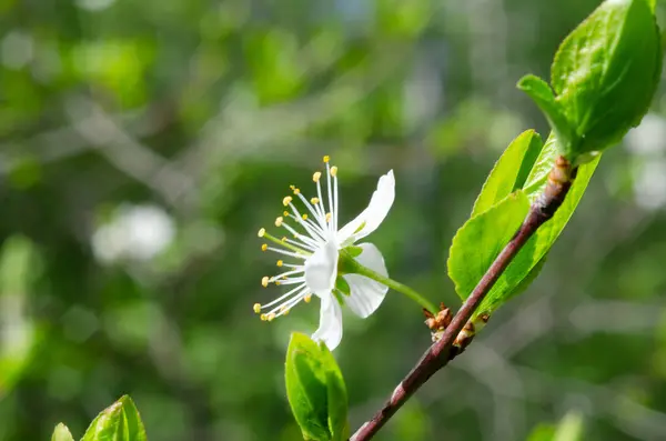 A white flower with yellow centers is on a green leaf. The flower is surrounded by green leaves and branches