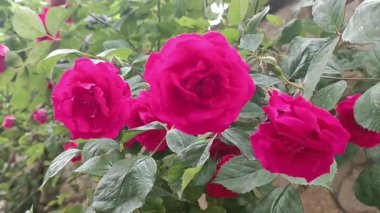 Bir demet pembe gül çalıların üzerinde. Güller rüzgarda hareket eder