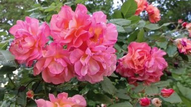 Bir grup pembe çiçek çalıların üzerinde. Çiçekler pembe ve ortası sarı.