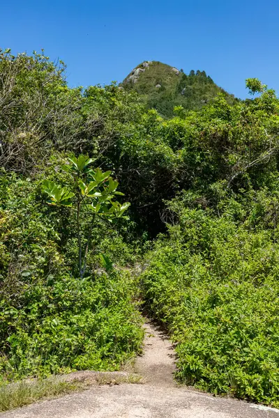 stock image Vegetation in beach trail with montain in background in Canto Grande beach, Bombinhas, Santa Catarina, Brazil