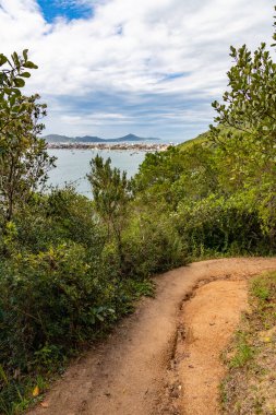 Arka planda Canto Grande plajı olan ormanda Bombinhas, Santa Catarina, Brezilya