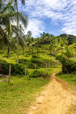 Vegetation, sand and trail at Prainha beach, Itacare, Bahia, Brazil