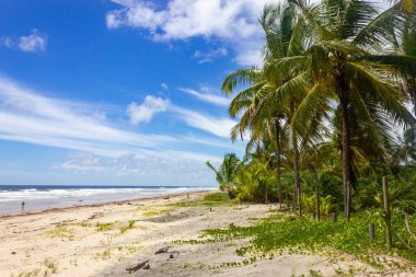 Trees and sand at Itacarezinho beach, Itacare, Bahia, Brazil