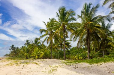 Trees and sand at Itacarezinho beach, Itacare, Bahia, Brazil