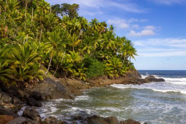 Coconut trees at Engenhoca beach, Itacare, Bahia, Brazil