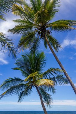 Coconut trees at Havaizinho beach, Itacare, Bahia, Brazil
