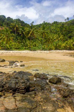 Rocks and forest at Camboinha beach, Itacare, Bahia, Brazil
