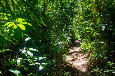 Trail to Prainha beach, Itacare, Bahia, Brazil