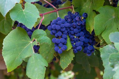 Flores da Cunha 'da bir üzüm bağında üzüm, Rio Grande do Sul, Brezilya
