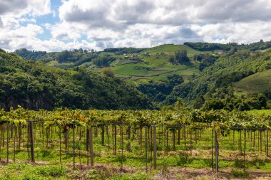 Arka planda orman olan üzüm bağları, Otavio Rocha, Flores da Cunha, Rio Grande do Sul, Brezilya