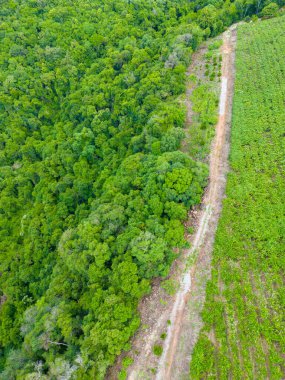 Bir üzüm bağının hava manzarası, Otavio Rocha, Flores da Cunha, Rio Grande do Sul, Brezilya