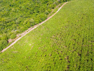 Bir vadideki üzüm bağı ve orman, Otavio Rocha, Flores da Cunha, Rio Grande do Sul, Brezilya