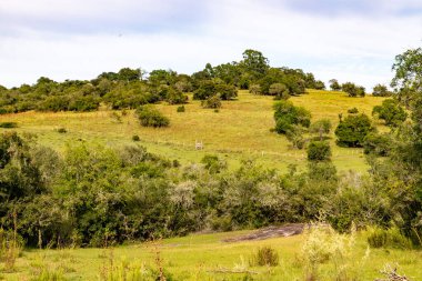 Çitleri ve ağaçları olan çiftlik arazisi, Cacapava do Sul, Rio Grande do Sul, Brezilya