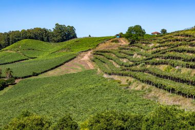 Otavio Rocha, Flores da Cunha, Rio Grande do Sul, Brezilya