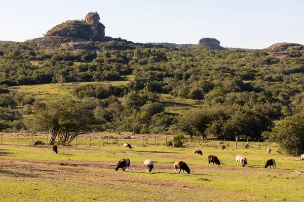 巴西南里约格朗德省Cacapava Sul有羊和森林的农场 — 图库照片
