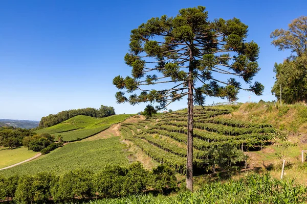 stock image Araucaria tree and Vineyard in a farm, Otavio Rocha, Flores da Cunha, Rio Grande do Sul, Brazil