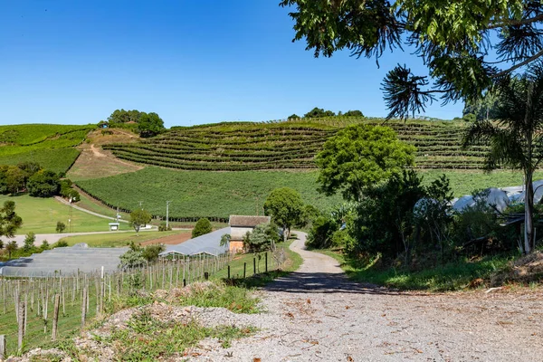 巴西南里约格朗德多 弗洛雷斯达库尼亚 Otavio Rocha 一个有公路和小房子的农场的葡萄园 — 图库照片