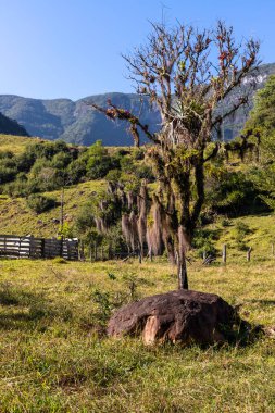 Bir vadideki tarlalar, Tres Forquilhas, Rio Grande do Sul, Brezilya