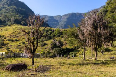 Bir vadideki tarlalar, Tres Forquilhas, Rio Grande do Sul, Brezilya