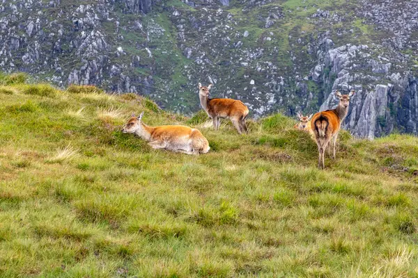 Trilha Wicklow Montanha Com Veados Selvagens Wicklow Irlanda — Fotografia de Stock