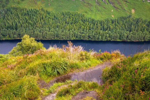 Szczegóły Roślinności Nad Górą Wicklow Jeziorem Lasem Tle Wicklow Irlandia — Zdjęcie stockowe