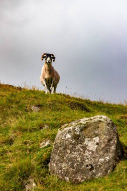 Wicklow dağlarında koyunlar, Wicklow, İrlanda