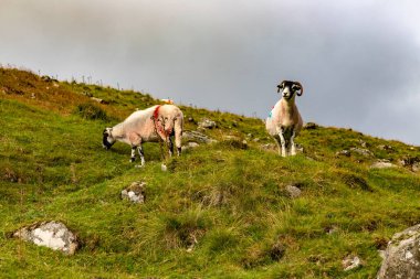 Wicklow dağlarında koyunlar, Wicklow, İrlanda
