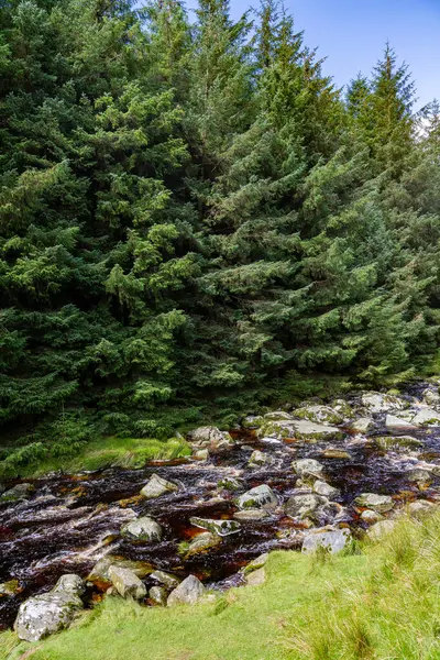 爱尔兰威克洛的河流和松树树 — 图库照片