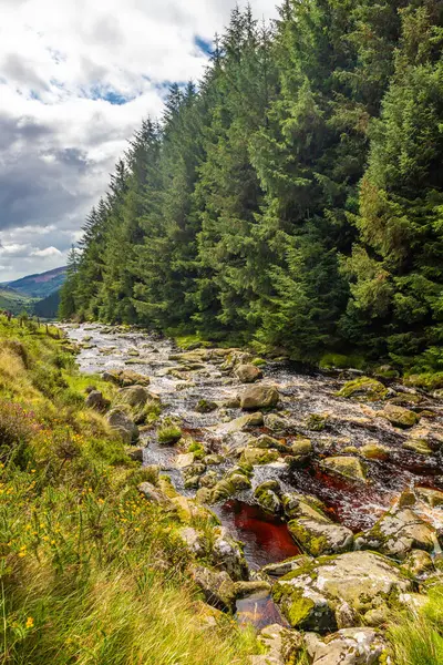 Flod Och Tallar Wicklow Irland — Stockfoto