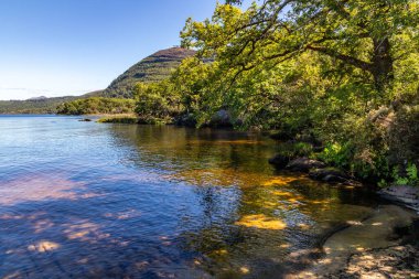 Lough Leane, Killarney, Kerry, İrlanda 'da ağaçlar ve bitkiler