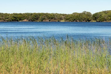 Lough Leane, Killarney, Kerry, İrlanda 'da ağaçlar ve bitkiler