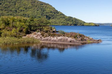 Lough Leane, Killarney, Kerry, İrlanda 'da ağaçlar ve bitkiler