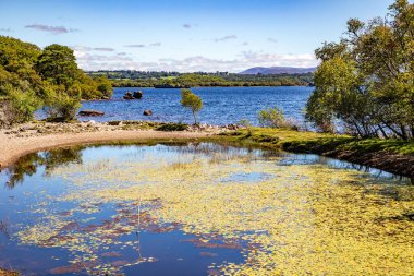 Lough Leane Gölü 'ndeki ağaçlar ve bitkiler Killarney, Kerry, İrlanda